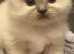 Ragdoll