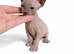 Champion Line Sphynx kittens.