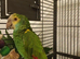 Very rare Yellow shouldered amazon