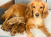 Working cocker spaniel puppies