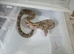 Boas and ball pythons