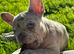 French bulldog puppies