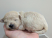 Gorgeous lhasapoo puppies