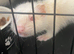 16 week old male and female albino ferrets