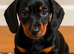 Dachshund miniature kc registered pup