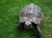 Adult Hermanns Tortoise