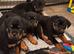 Stunning Rottie bitch pup