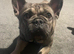 Popeye the French bulldog