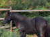 Superstar standard registered gelding