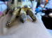 2.5 year old tortoises horsefield male