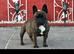 Fully Trained Frenchies