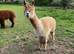 Alpacas for sale