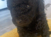 READYTOLEAVE LAST TOYPOODLE