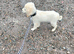 Maltipoo cross chihuahua