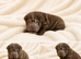 Top quality sharpei puppies kc registered
