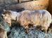 Royal golden guernsey male.3 years old.