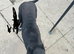 Black male Greyhound