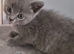 British Shorthair x Domestic Shorthair