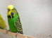Pair of exhibition budgies