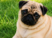 Pug Pedigree Girl Pup