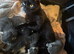 Beautiful fluffy mixed kittens - 1 LEFT