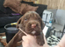 Sprocker Puppies for sale girls and boys