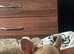 Beautiful French bulldog female
