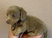 2 beautiful long coat miniature dachshund pups