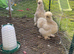 Breeding pair