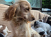Stunning working cocker pups ready now