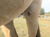 Dun filly