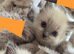 GCCF REG. EXTENSIVELY TESTED RAGDOLL KITTENS