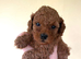 Toy Red Cavapoo puppies. 5* Council Reg&rsquo;d