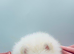 Stunning White Pom Girl for Sale