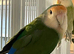 Lovebirds