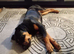 Rottweiler puppy