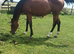 Bright bay tb mare registered weatherby