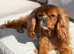Lovely KC Registered 5yr old ruby girl