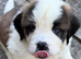 8 gorgeous healthy pups