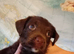 Beautiful little boy puppy. Ready in 2 weeks.