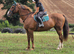 16.2hh ID super sweet uncomplicated ride