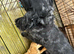 Cocker spaniel pups ready
