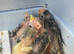 Handreared Baby Cockatiels for Sale