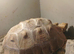 10 Year Old Sulcata Tortoise Experienced Home Required