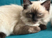 loving ragdoll kittens