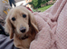 Cream miniature dachsund stud