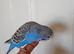 One male Baby Budgie for sale