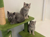 Pedigree British shorthair kittens