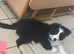 12 wk old border collie male puppy