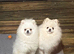snow-white Pomeranians READY TO GO
